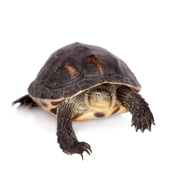 La tortue à collier rayé chinois isolé sur blanc — Photo