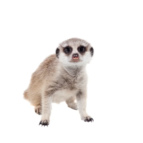 Meerkat eller suricate cub, 2 månader gammal, på vitt — Stockfoto