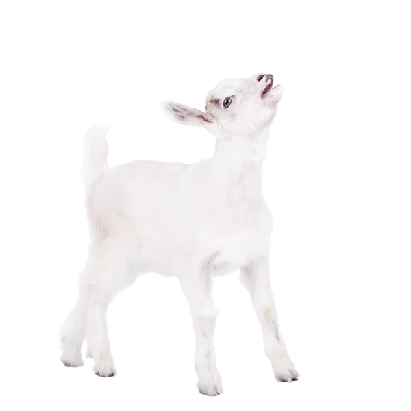 Les chèvres isolées sur blanc — Photo