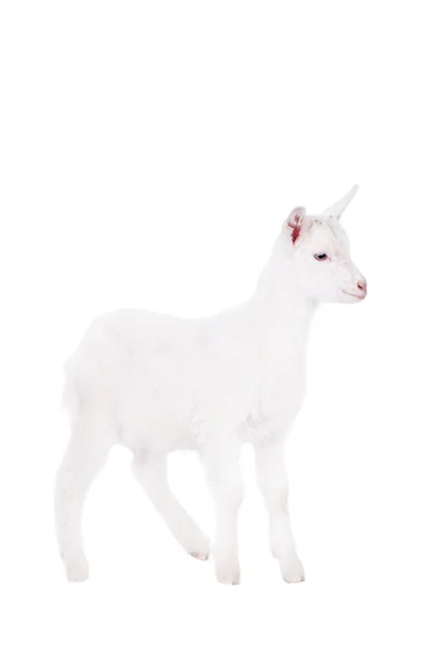 The goatling isolated on white — Stock Photo, Image