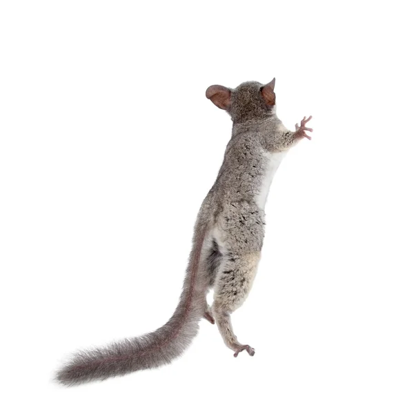 O bushbaby Senegal isolado em branco — Fotografia de Stock