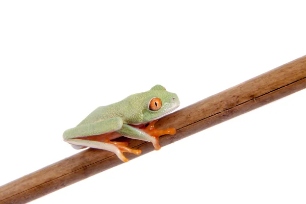 Mooie rode eyed tree frogling op witte achtergrond — Stockfoto