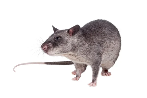 Gambiaanse verpakt rat, 3 maand oud, op wit — Stockfoto