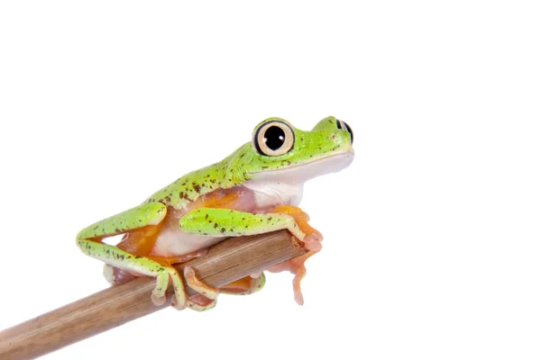 Lemur leaf frog on white background — Stock Photo, Image