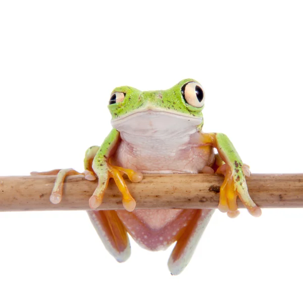 Grenouille lémurienne sur fond blanc — Photo