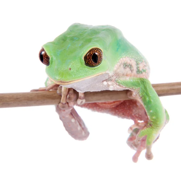 白色背景上的特立尼达猴叶蛙 — 图库照片