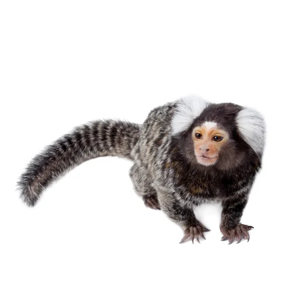 El marmoset común en blanco — Foto de Stock