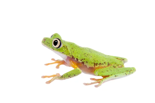 Lemur leaf frog on white background — Stock Photo, Image