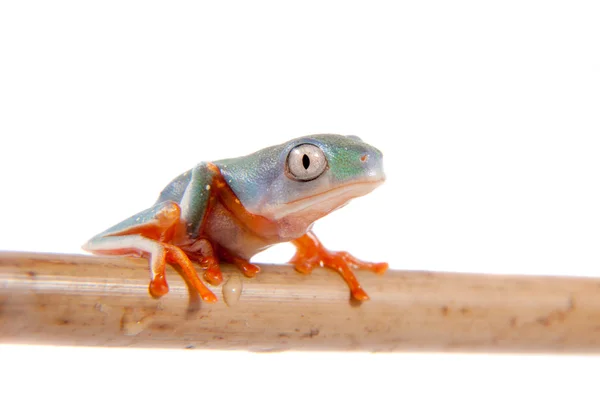 Hoja de patas anaranjadas del norte frogling en blanco —  Fotos de Stock