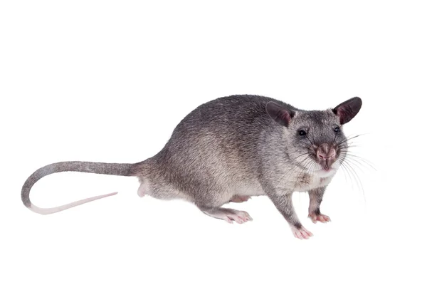 Gambian pouched rat, 3 month old, on white — Stock Photo, Image