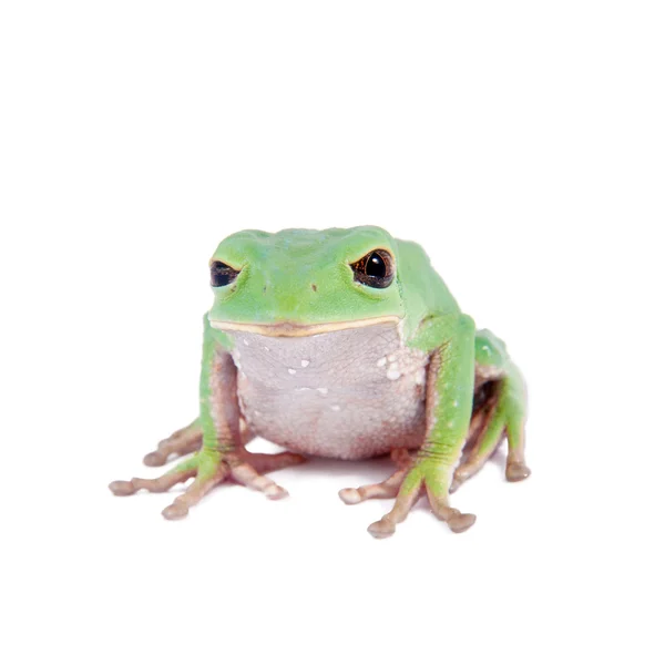 白色背景上的特立尼达猴叶蛙 — 图库照片