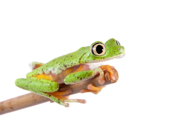 Rana de hoja de lémur sobre fondo blanco —  Fotos de Stock