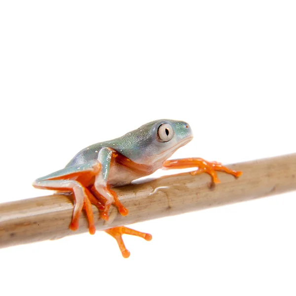 Noordelijke oranje-legged blad frogling op wit — Stockfoto