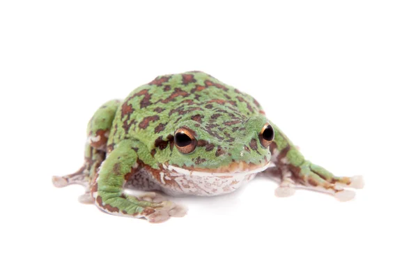 嗯森林绿色树蛙在白色 — 图库照片