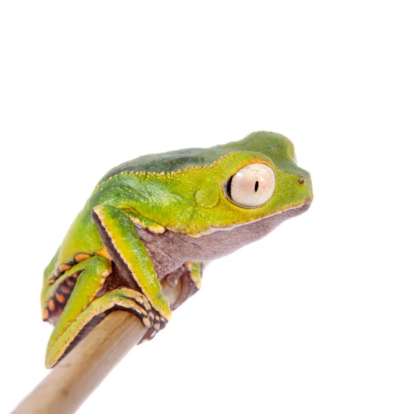 Белоспинная листовая лягушка — стоковое фото