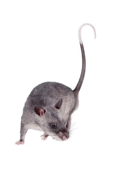 Gambian pouched rat, 3 month old, on white — Stock Photo, Image