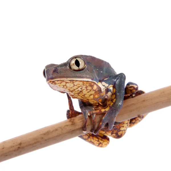 Společný list walking žába izolovaných na bílém pozadí — Stock fotografie