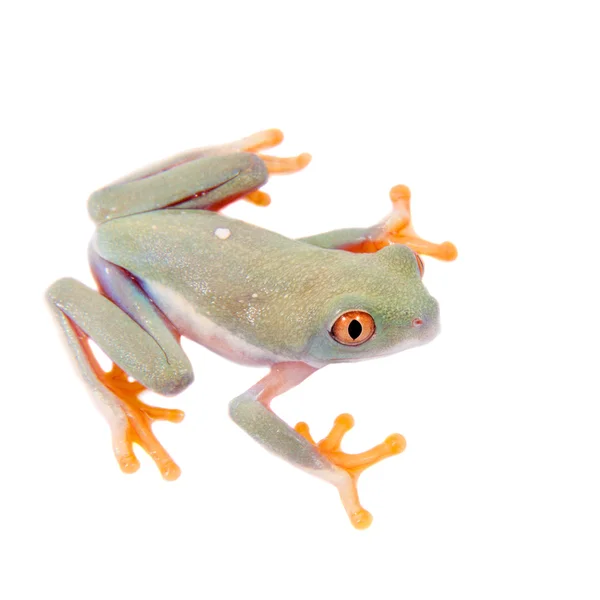 Beautiful red eyed tree frogling on white background — Stock Photo, Image