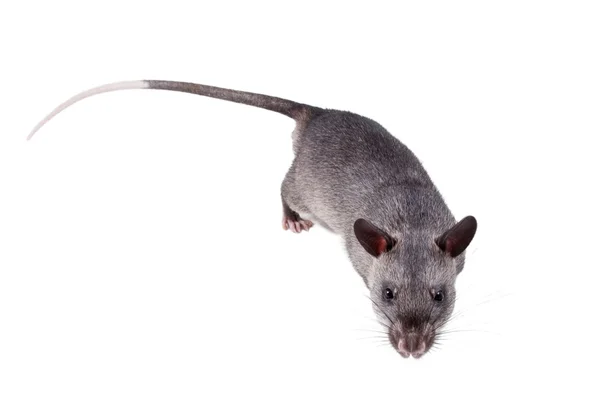 Gambian pouched rat, 3 month old, on white — Stock Photo, Image