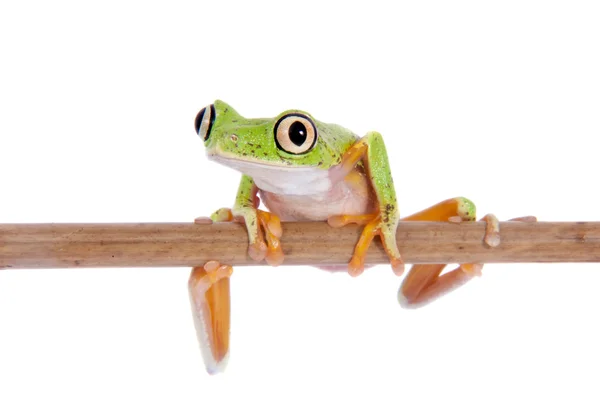 Grenouille lémurienne sur fond blanc — Photo