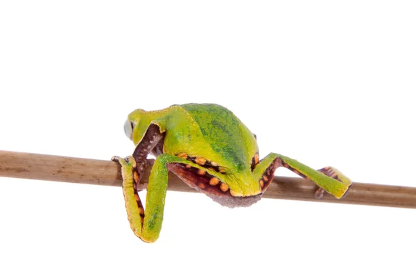 De kikker wit omzoomde blad — Stockfoto