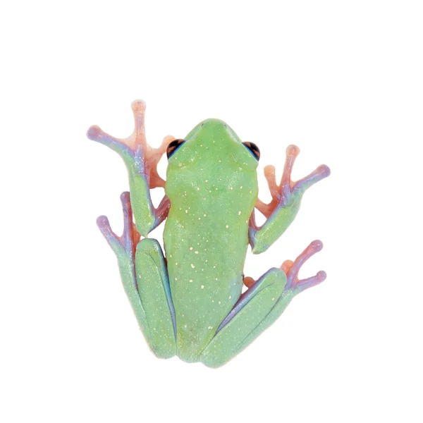 Belle grenouille d'arbre à face bleue sur fond blanc — Photo