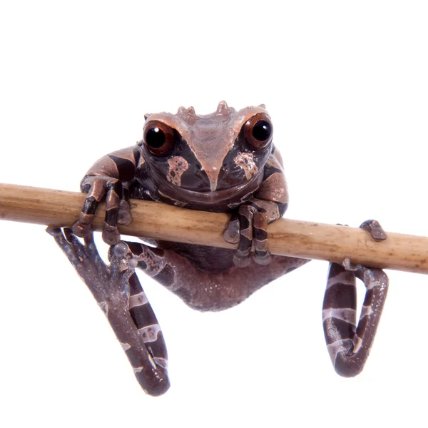 The spiny-headed tree frog on white — Stock Photo, Image