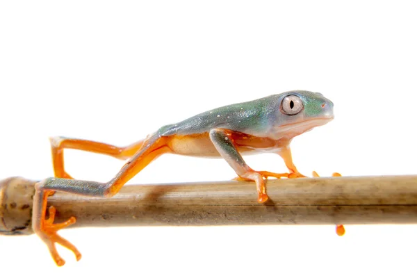 Hoja de patas anaranjadas del norte frogling en blanco —  Fotos de Stock