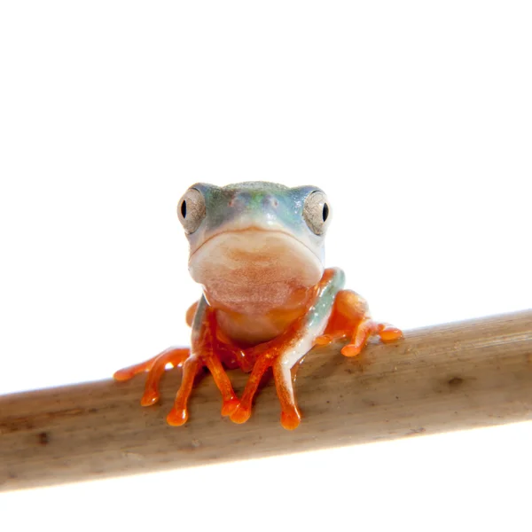 Hoja de patas anaranjadas del norte frogling en blanco —  Fotos de Stock