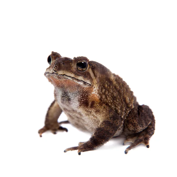 Bony-headed toad geïsoleerd op wit — Stockfoto