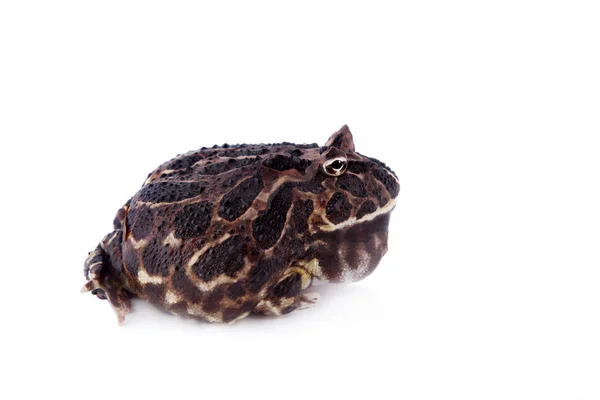 La rana argentina con cuernos sobre blanco —  Fotos de Stock