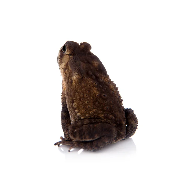 Bony-headed toad isolated on white — Stock Photo, Image