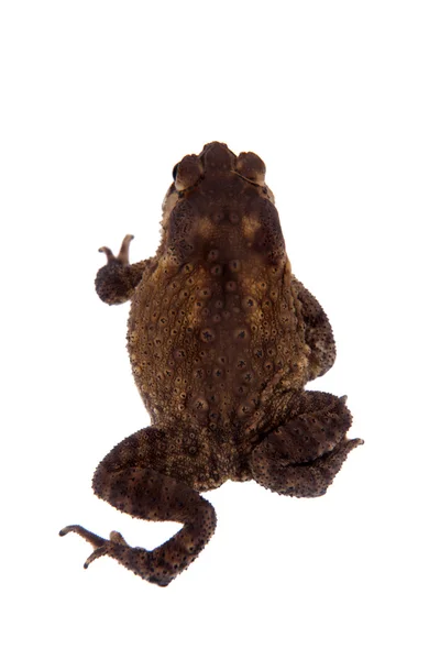 Bony-headed toad isolated on white — Stock Photo, Image