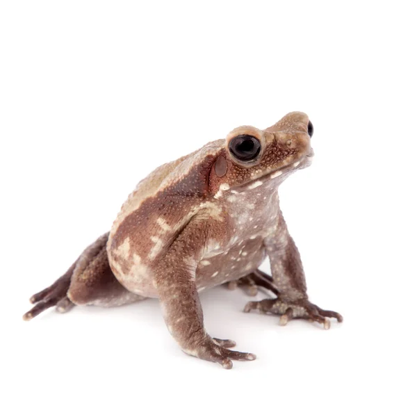 Sapo liso isolado em branco — Fotografia de Stock