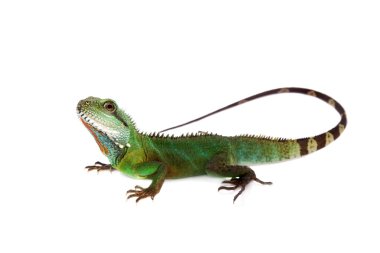 The Australian water dragon on white background clipart