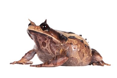 Annam spadefoot kurbağa beyaz