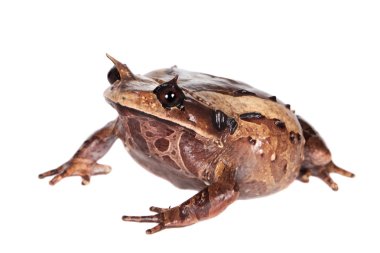 Annam spadefoot kurbağa beyaz