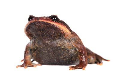 Kakhien Hills spadefoot kurbağa beyaz