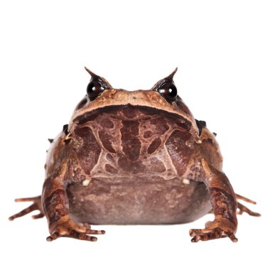 Annam spadefoot kurbağa beyaz