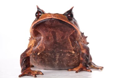 Annam spadefoot kurbağa beyaz