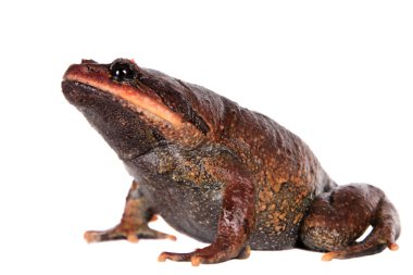 Kakhien Hills spadefoot kurbağa beyaz