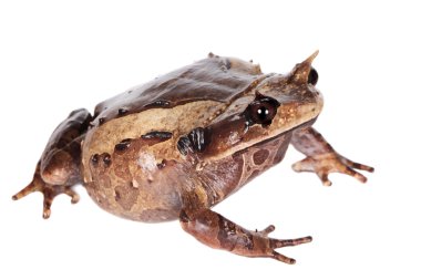 Annam spadefoot kurbağa beyaz