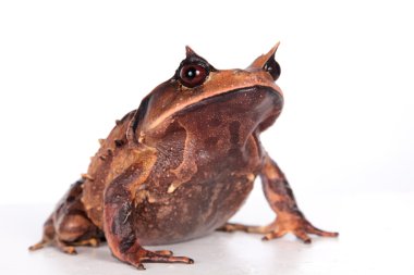 Annam spadefoot kurbağa beyaz