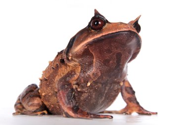 Annam spadefoot kurbağa beyaz