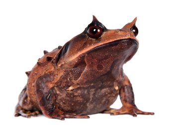 Annam spadefoot kurbağa beyaz