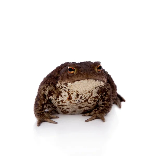 Sapo común o europeo sobre blanco — Foto de Stock