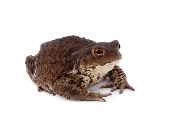 Crapaud commun ou européen sur blanc — Photo