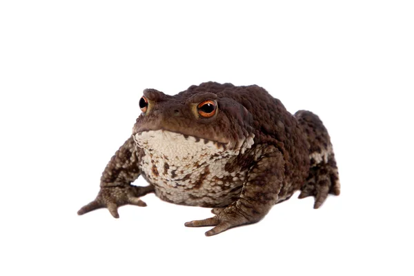 Common or European toad on white — Stock Photo, Image