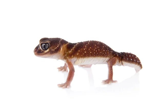 Gecko หางลูกบิดเรียบบนสีขาว — ภาพถ่ายสต็อก