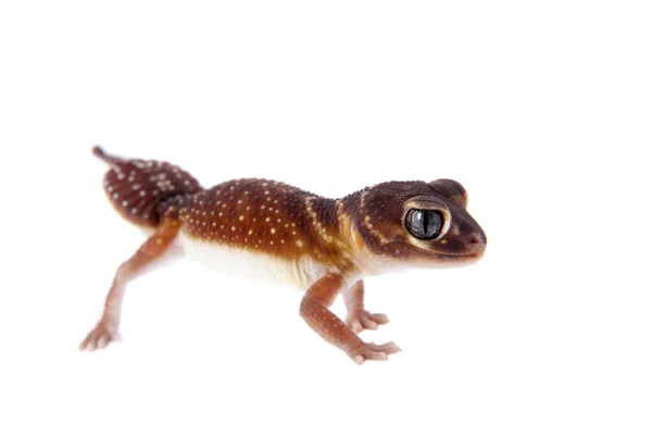 Hladký knoflík sledoval Gecko na bílém pozadí — Stock fotografie